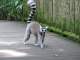 Ring-tailed lemurs just wandered around wherever they wanted to